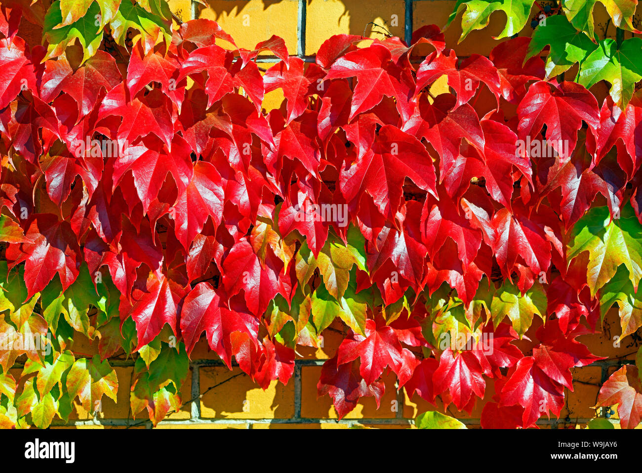 Weinblätter, Herbstfärbung, rot Stock Photo