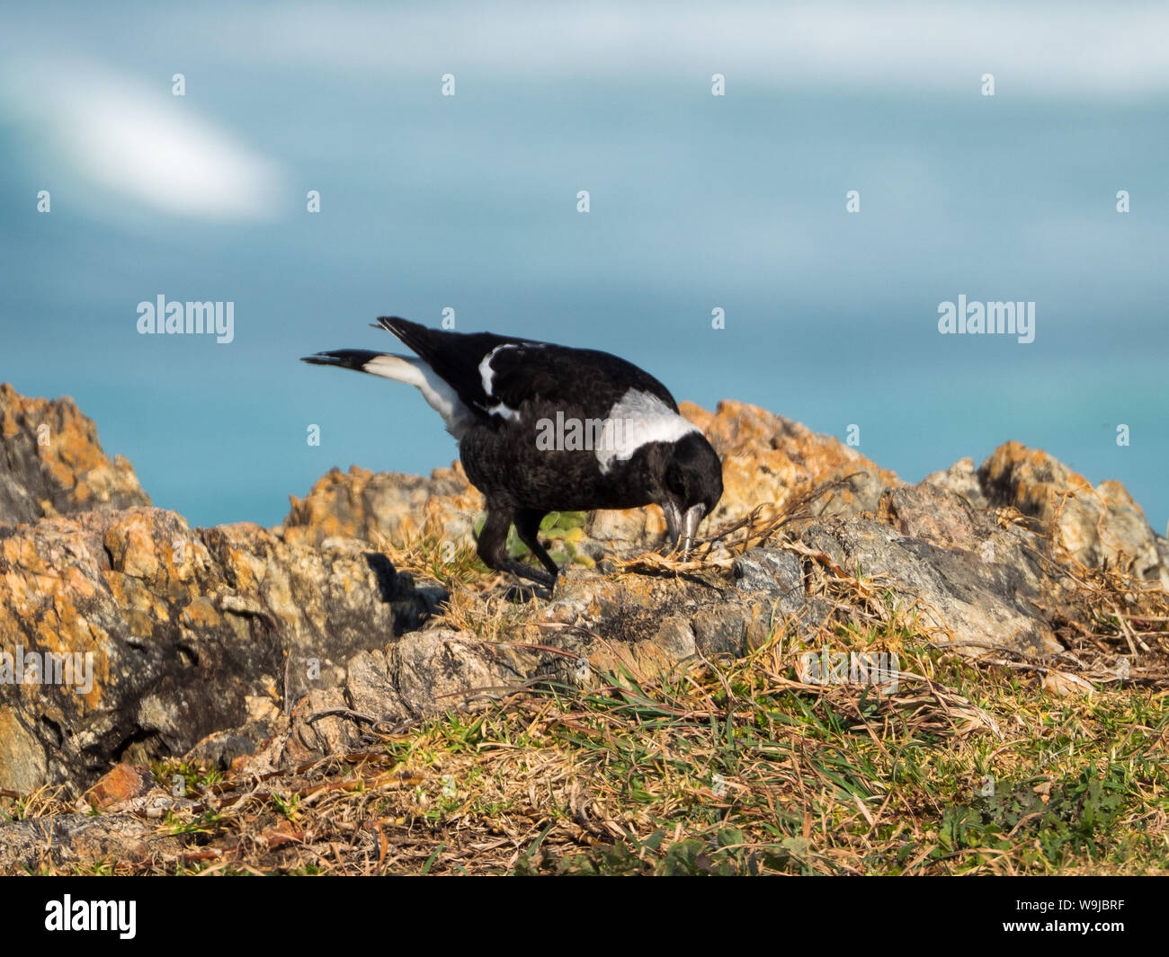 Magpie foraging for food or nesting material by the blue sea Stock Photo
