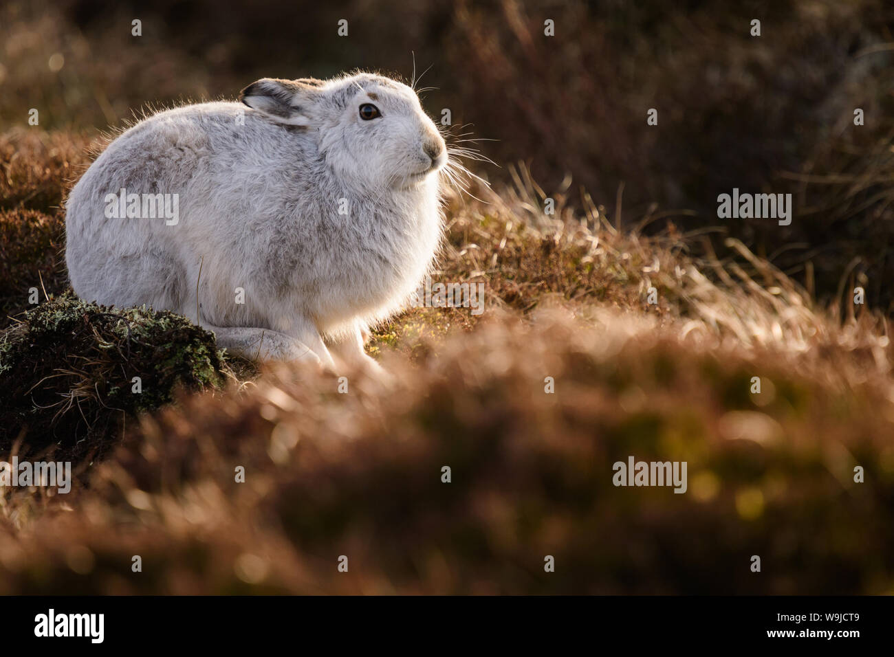 A mountain hare amongst the heather in Cairngorms national Park, Schotland Stock Photo
