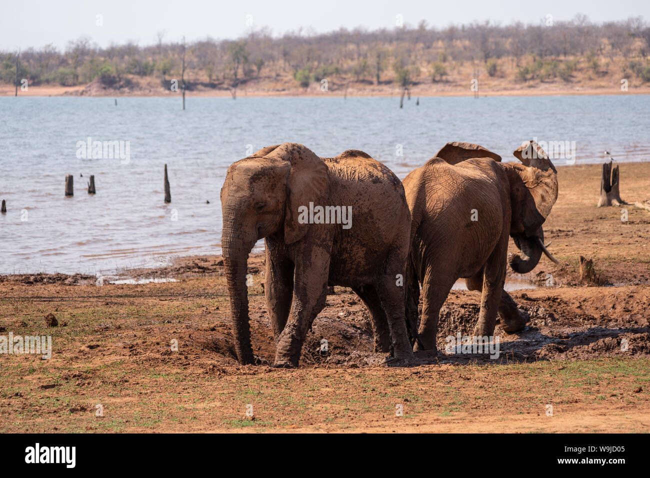 A herd of African Bush Elephants (Loxodonta africana) Photographed at Lake Kariba National Park, Zimbabwe Stock Photo
