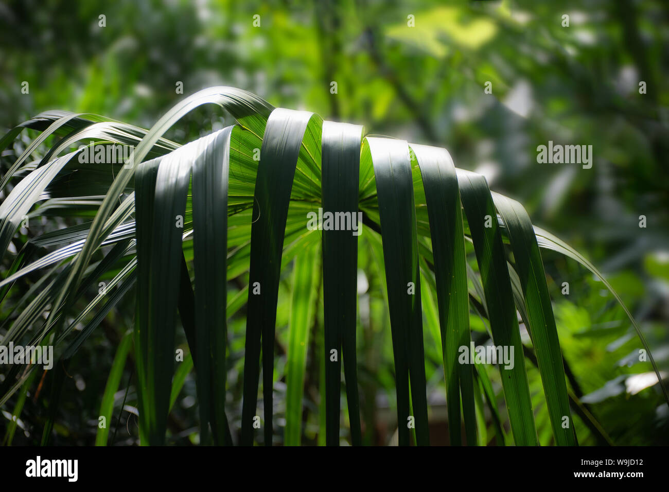Interesting leaves of the palm tree, Sabal uresana Stock Photo