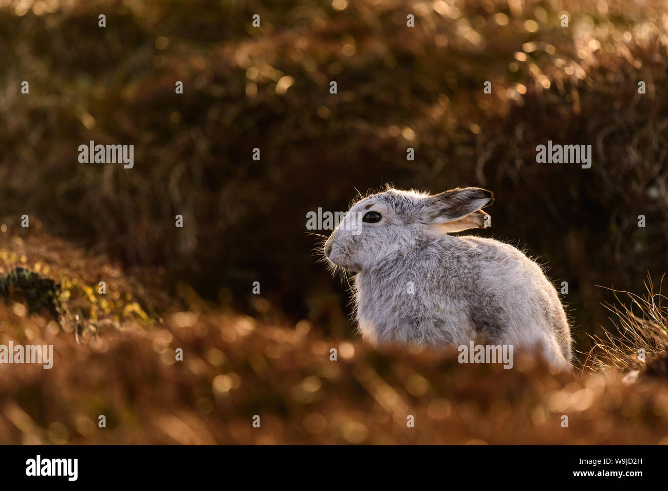 A mountain hare amongst the heather in Cairngorms national Park, Schotland Stock Photo