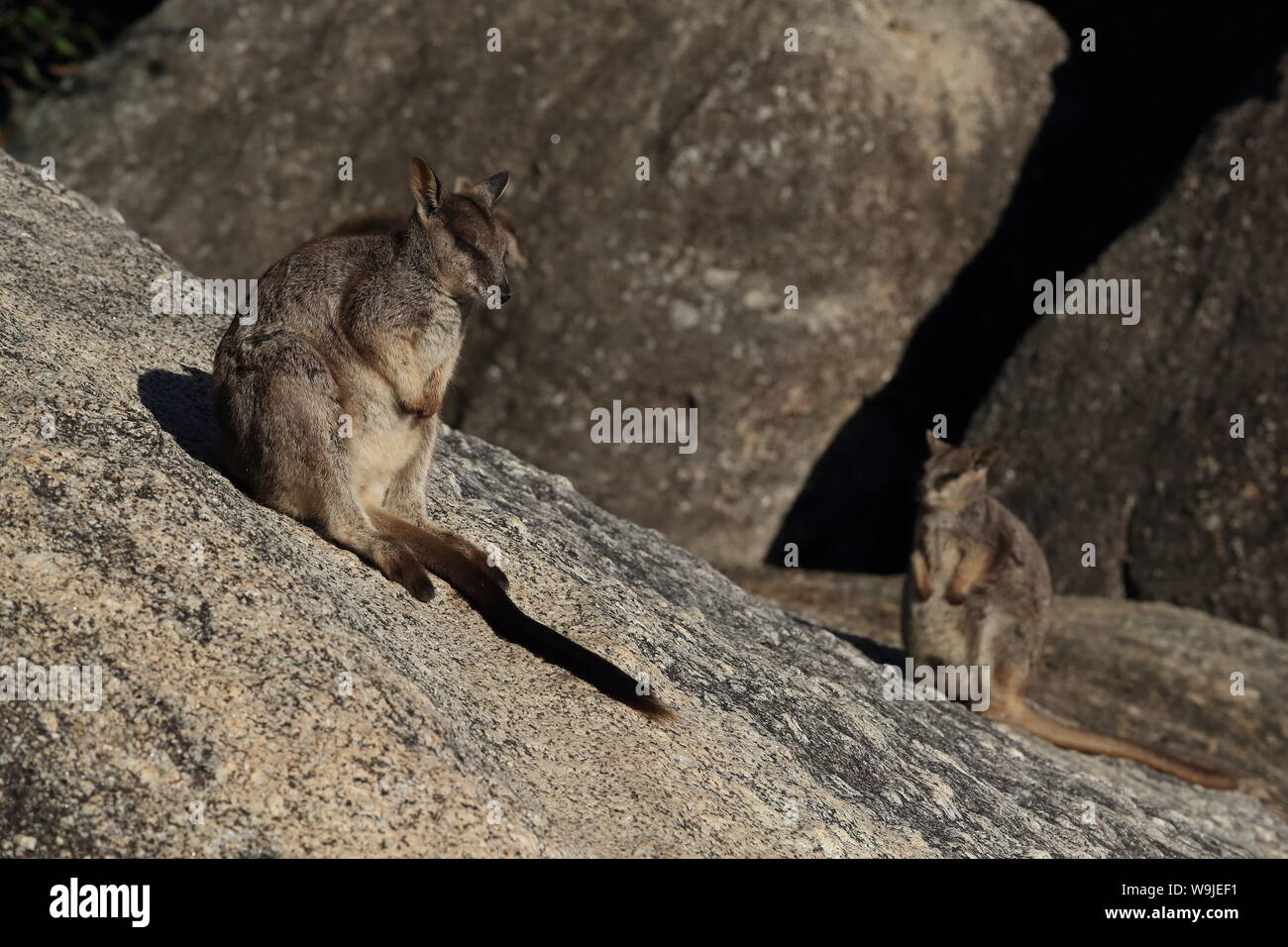 Mareeba rock wallabies at Granite Gorge,queensland australia Stock ...