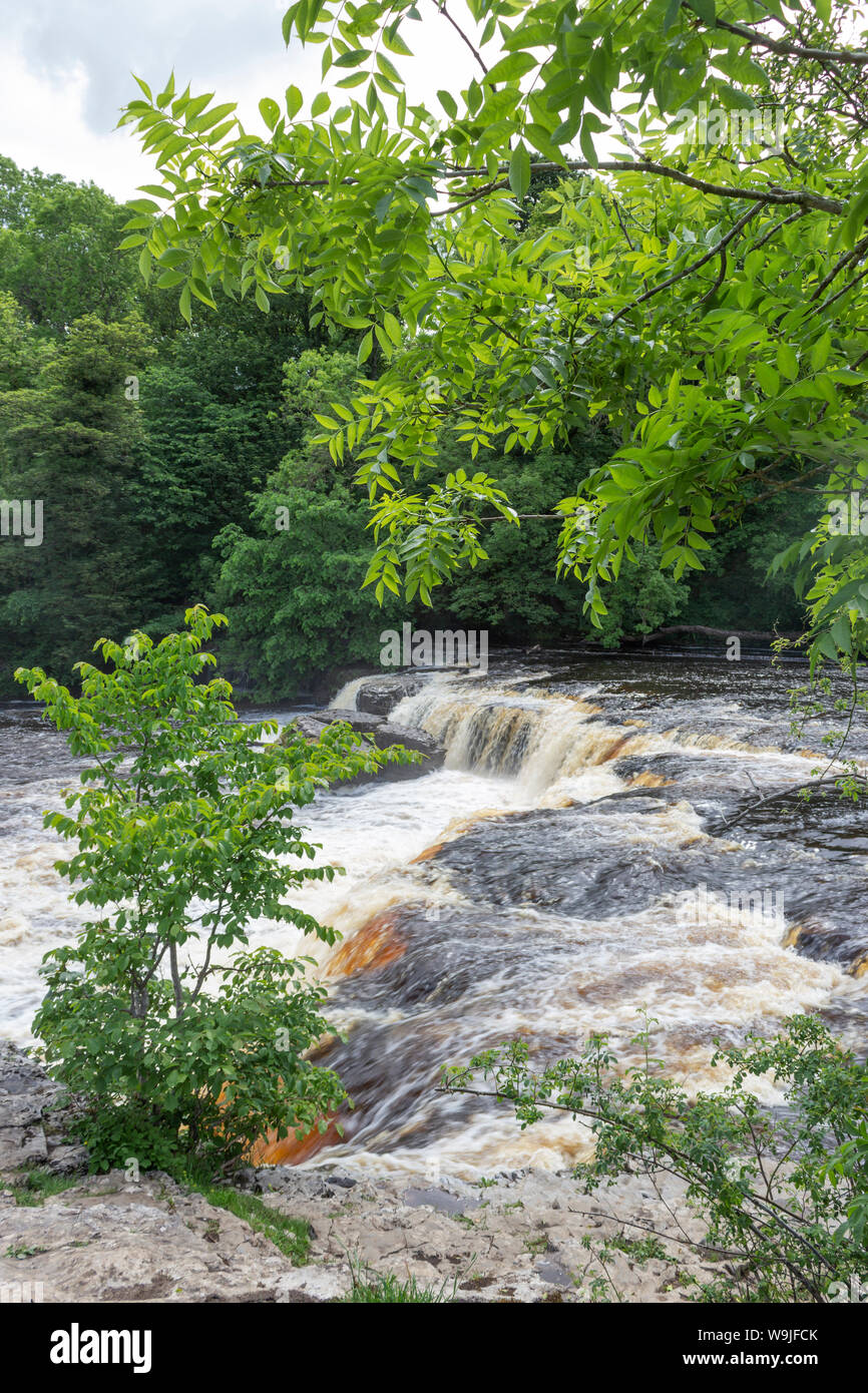 Aysgarth Falls, River Ure, Yorkshire Dales, England.  Famous for being featured in the film Robin Hood: Prince of Thieves, starring Kevin Costner. Stock Photo