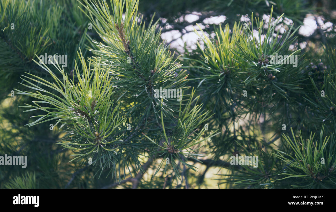 Pine tree branch. Pine tree background. Nature background. Green background. Stock Photo