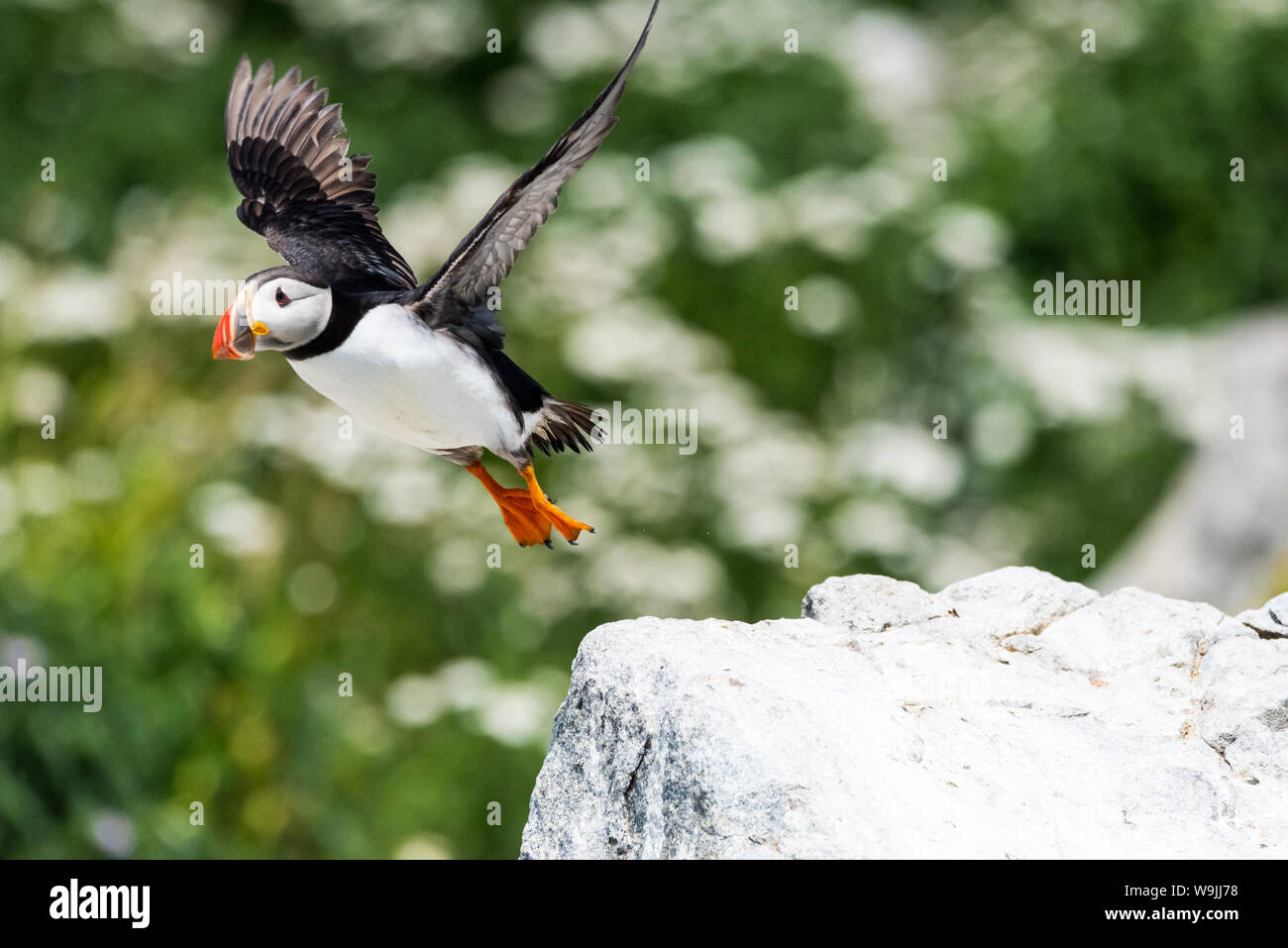 Atlantic Puffin jumping down from a rock wings extended on Machias Seal Island, Maine. Stock Photo