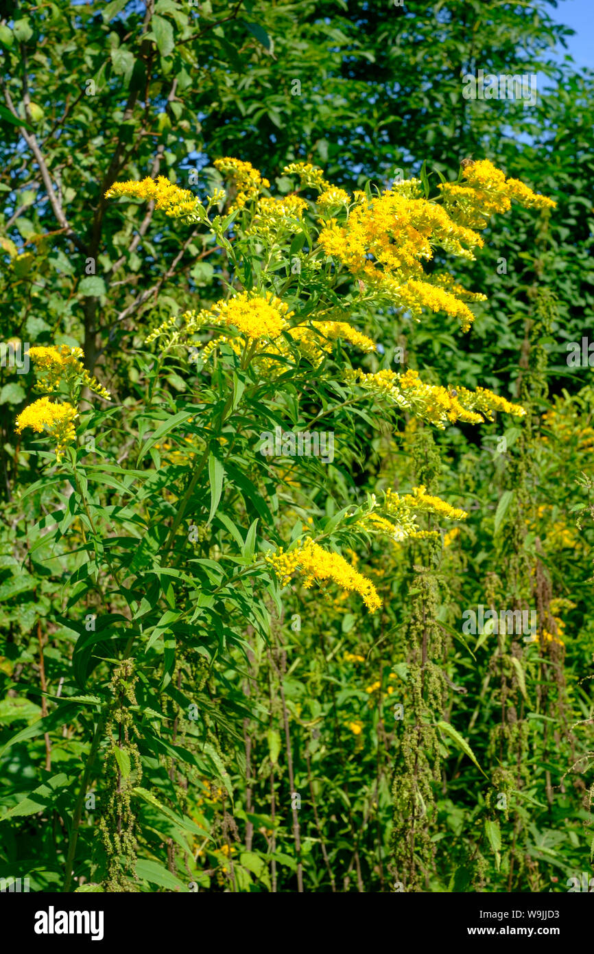 invasive wildflower toxic weed wild parsnip pastinaca sativa zala county hungary Stock Photo