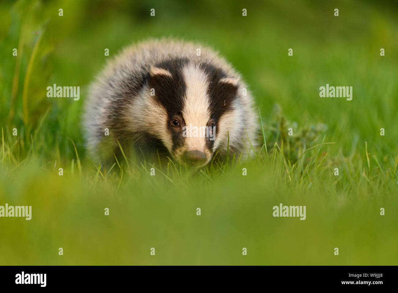 Badger (Meles meles) young cub in grass, Staffordshire, England, May Stock Photo