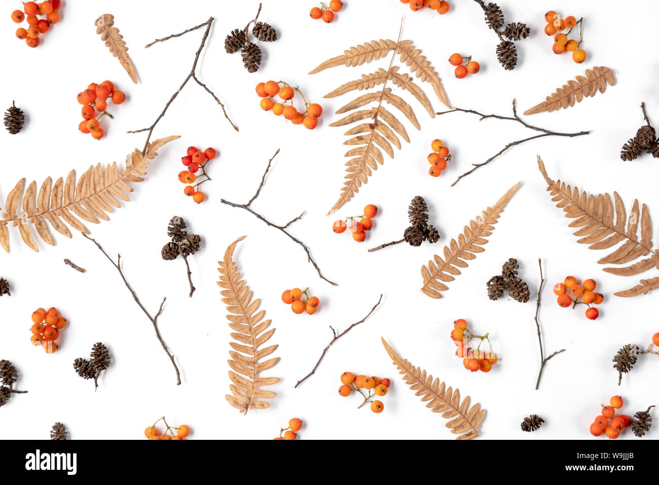 Pattern made of berry rowan, dried fern leaves, cones on white background. Autumn, winter concept. Creative Flat lay, top view, copy space Stock Photo