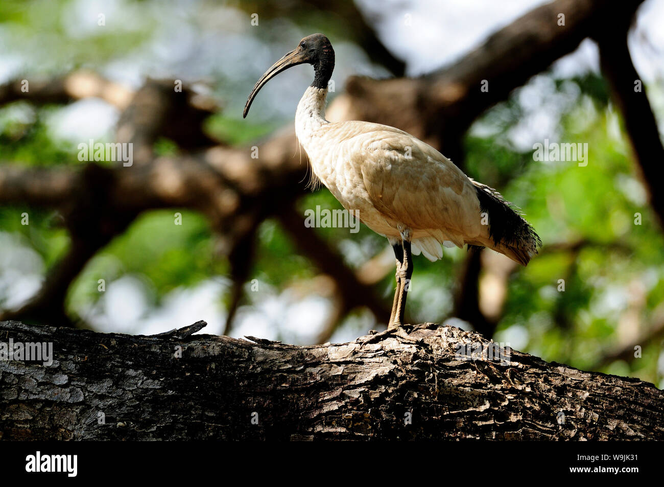 Heiliger Ibis, Threskiornis aethiopica, Threskiornithidae, Ibis, Vogel, Tier, Darwin, NT, Australien, 30070776 Stock Photo