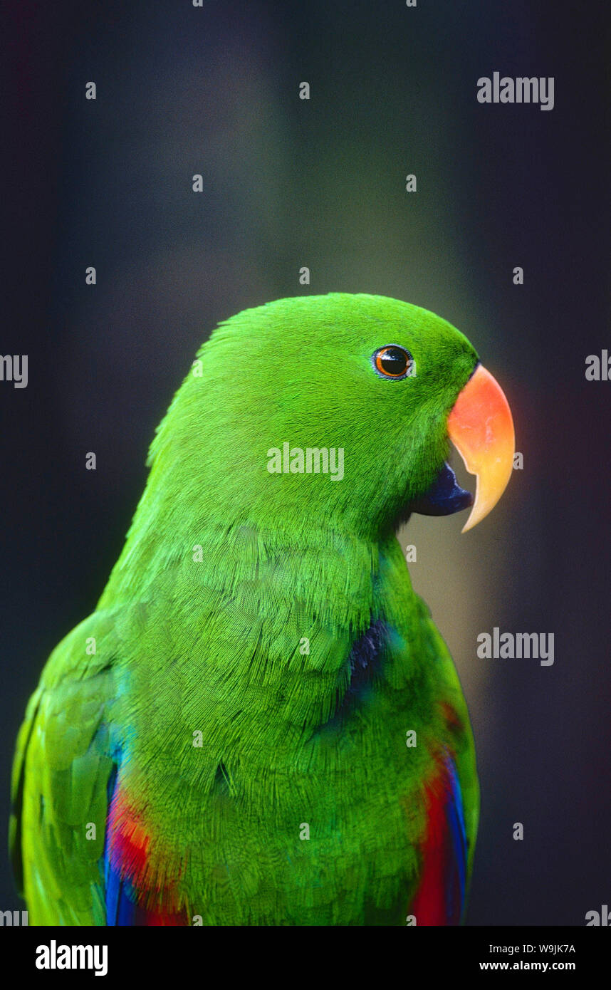 Eclectus papagei hi-res stock photography and images - Alamy