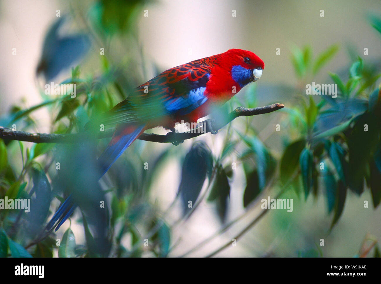 Rosella Sittich High Resolution Stock Photography and Images - Alamy