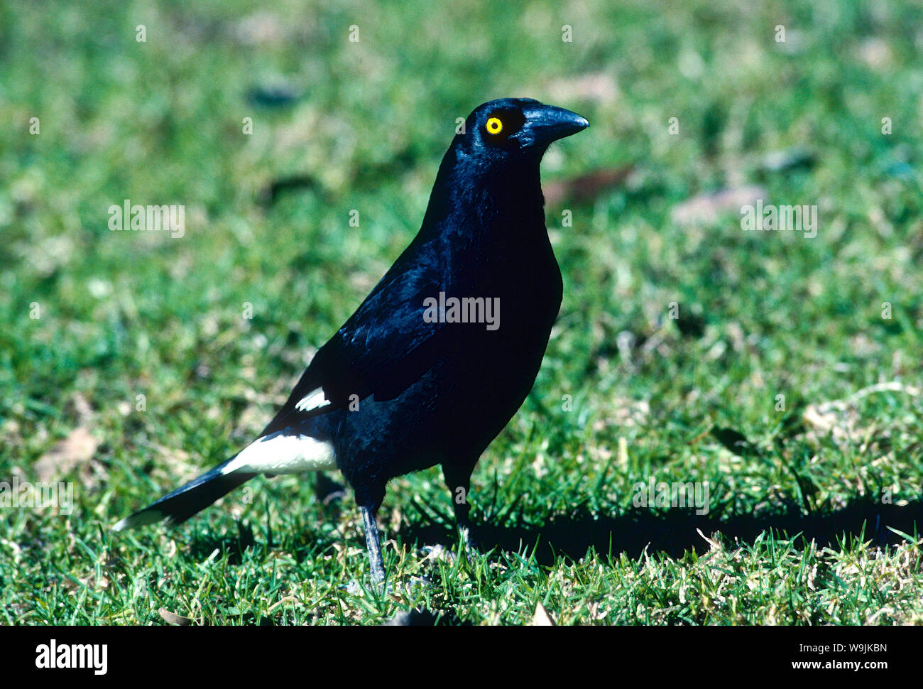 Strepera garculina hi-res stock photography and images - Alamy