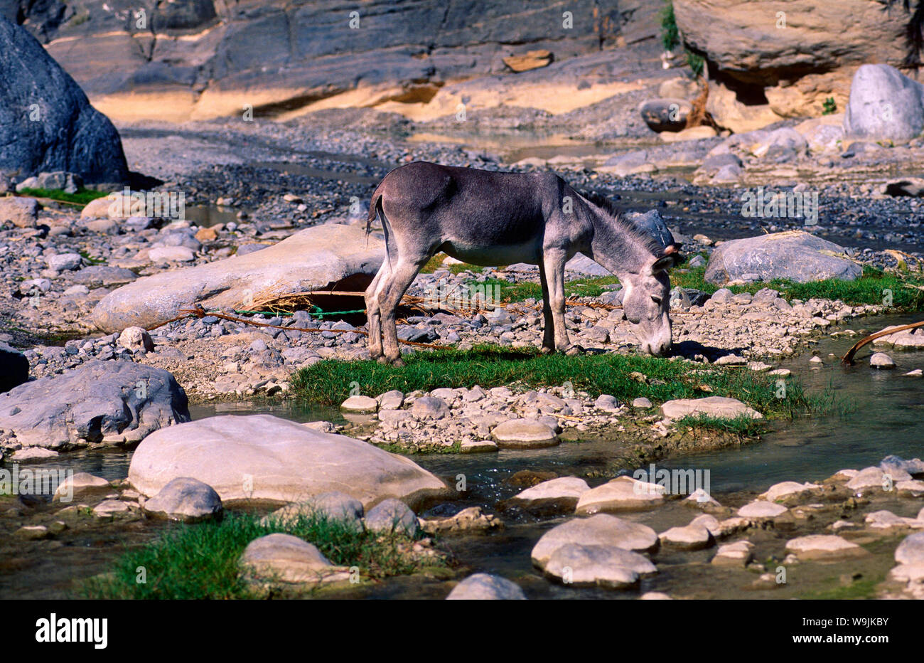Esel, Wadi, Bach, Felsen, Tier , Säugetier, Oman, 30071001 Stock Photo
