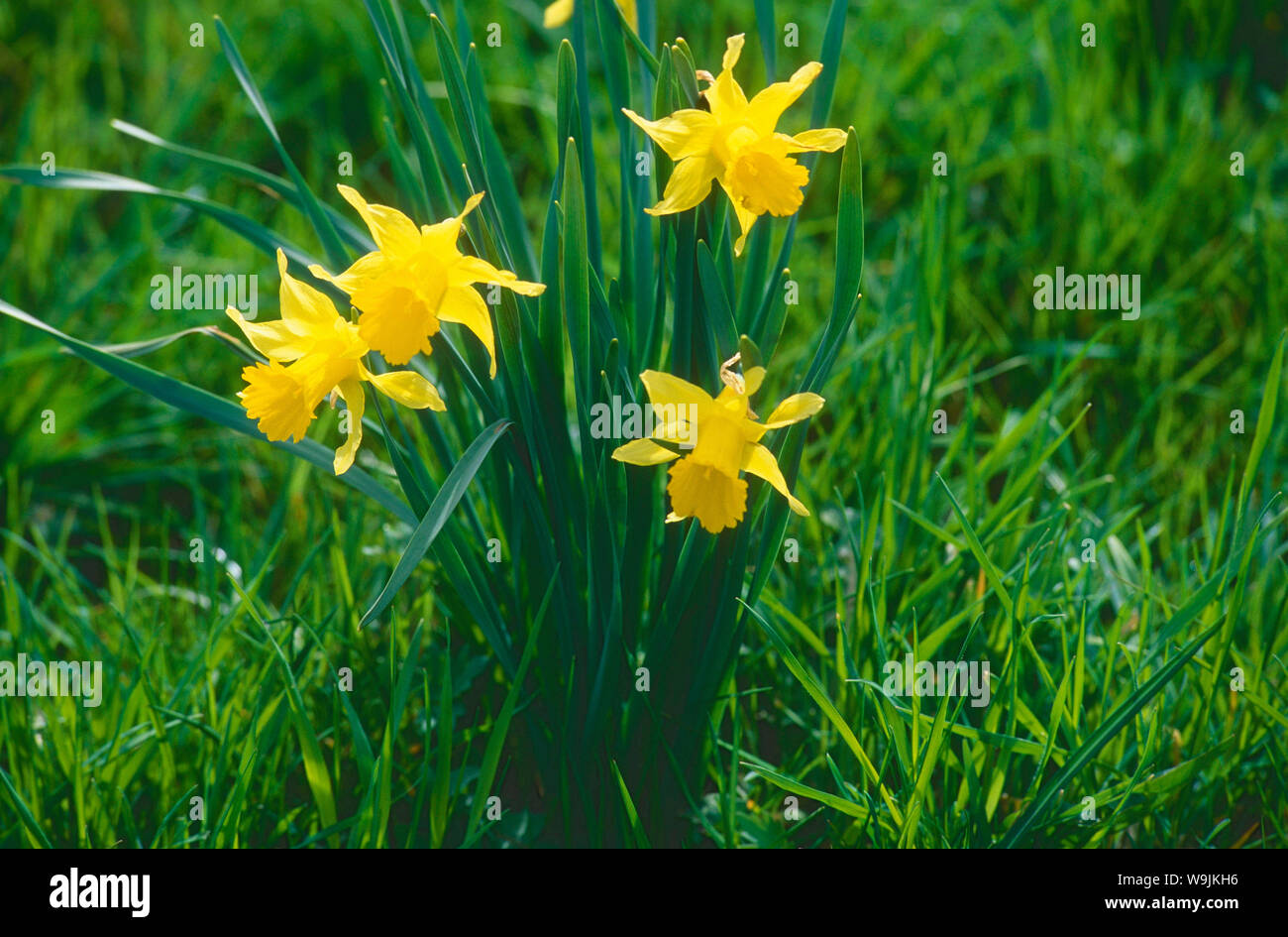 Osterglocke, Narcissus pseudonarcissus, Amarylidaceae, Blume, Blüten, blühend, Pflanze, Mont Crosin, St. Imier, Jura, Kanton Bern, 30071071 Stock Photo