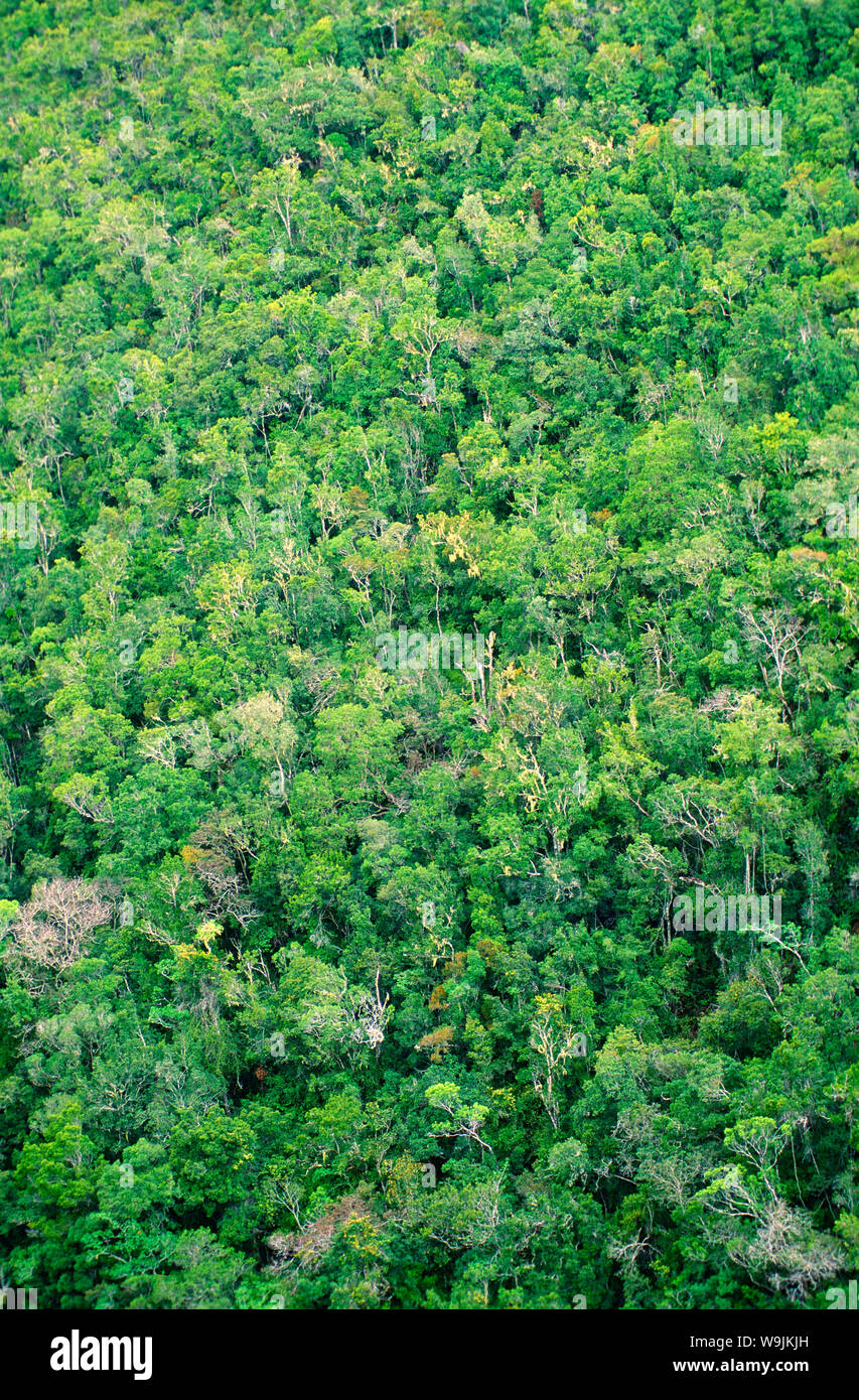 Regenwald, Tsitsikamma Nationalpark, Garden Route, Knysna, Westkap, Südafrika, 30071093 Stock Photo