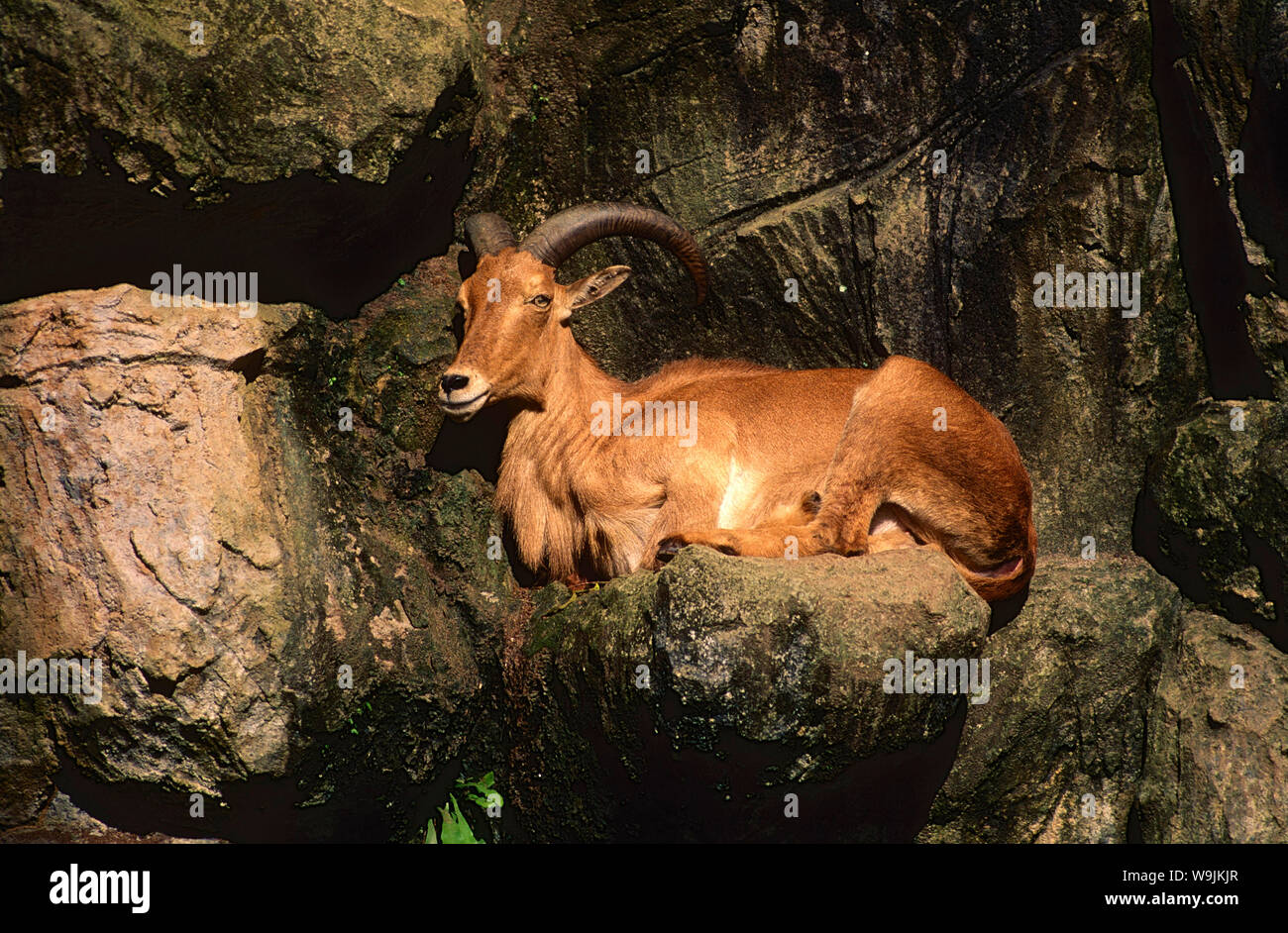 Mähnenspringer, Ammotragus lervia, Bovidae, captive, Zoo, Singapore, Ursprung Nordafrika, 30071063 Stock Photo