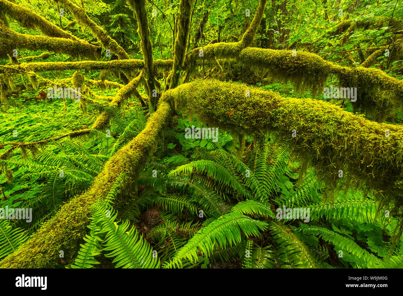 Vine Maple and ferns, Columbia River Oregon Stock Photo Alamy