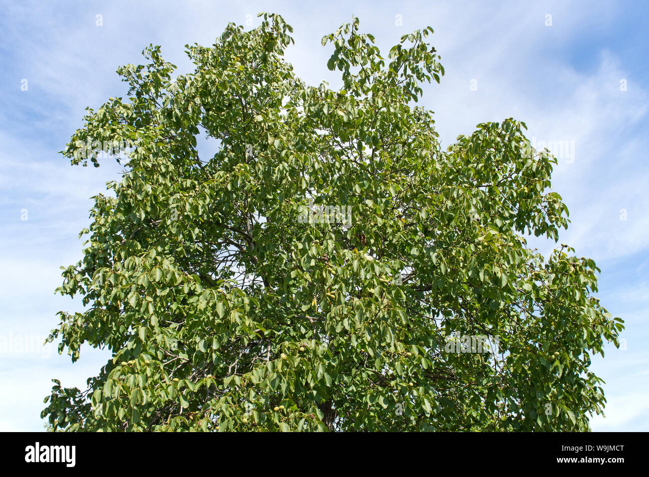 Walnut tree Stock Photo