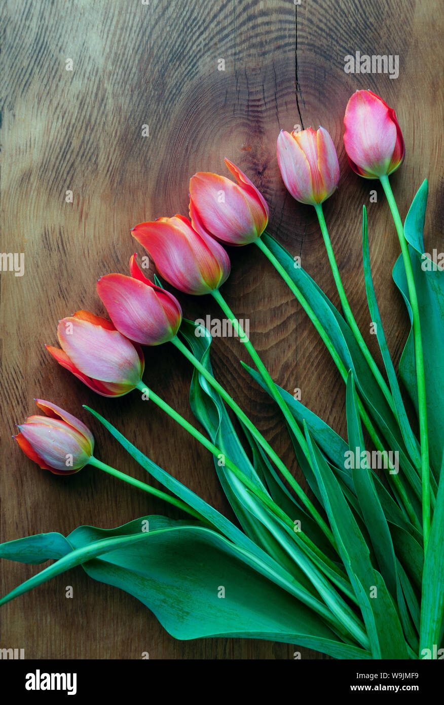 red flowers of a garden tulip on a wooden background macro photo Stock Photo