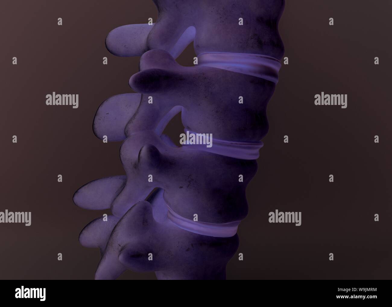 Healthy spinal disc as close-up as 3D Rendering Stock Photo