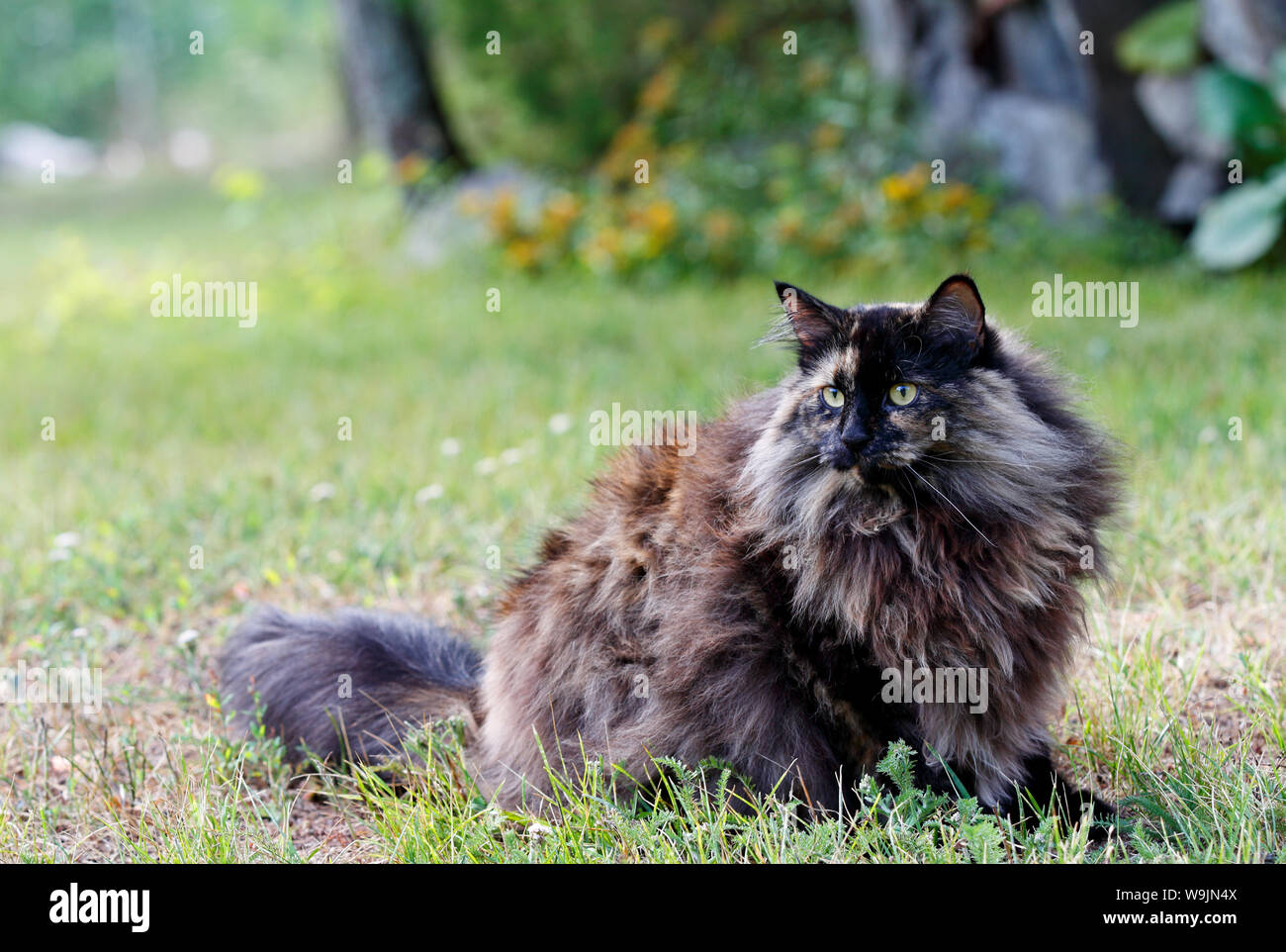 A strict looking tortoiseshell norwegian forest cat staring at the photographer Stock Photo