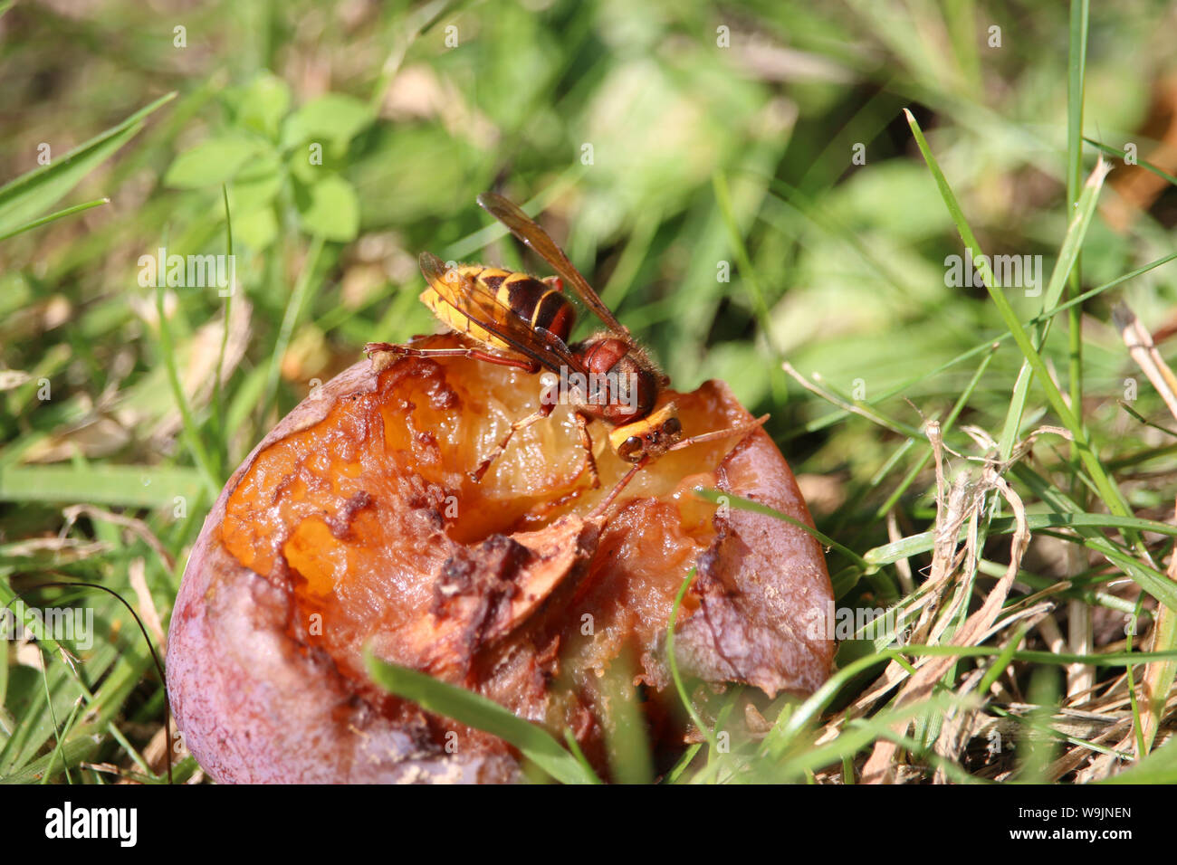 Hornet, Vespa crabro, eating a ripe plum on the ground surrounded by grass. Stock Photo