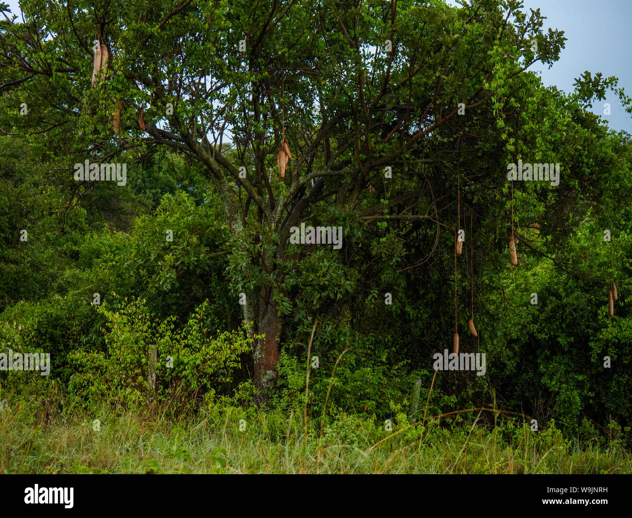 Sausage tree in kenya hires stock photography and images Alamy