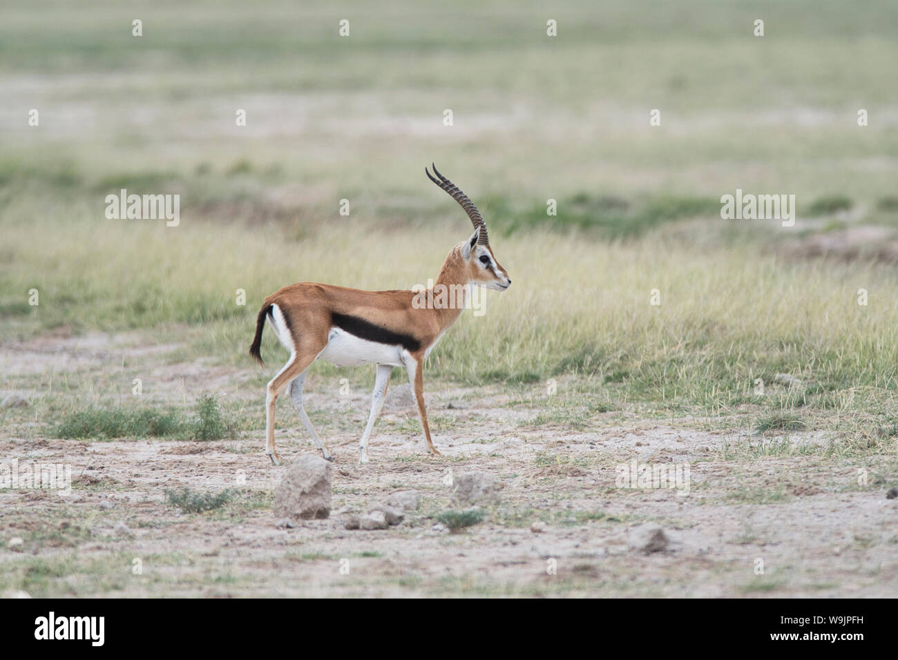 Thomson's gazelle (Gazella rufifrons), also known as the redfronted