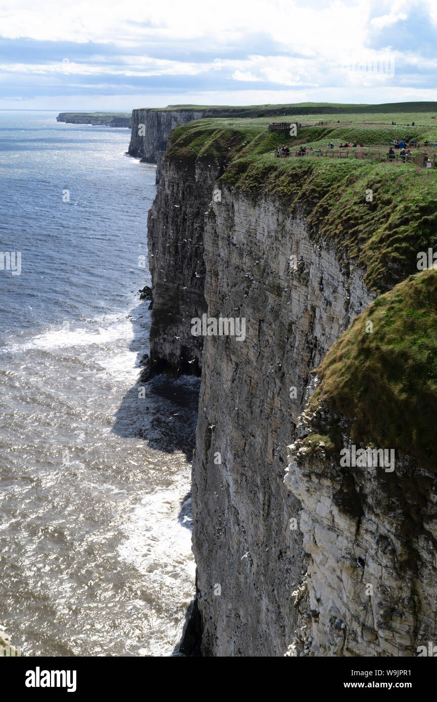 A view along the RSPB’s Bempton Cliffs Teeming with nesting sea birds on a windy day with the sea frothing below. Stock Photo