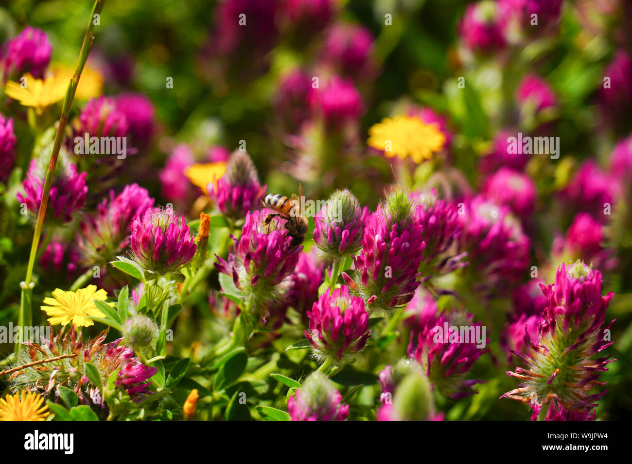 Wild flower photographed at Tel Apollonia, on the Mediterranean Coast, Herzliya, Israel in Spring, April Stock Photo