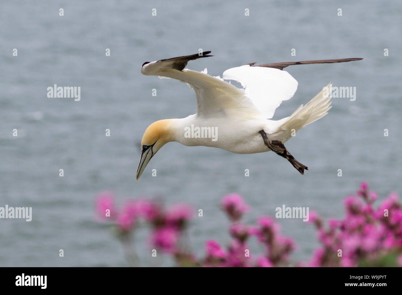 A Gannet at Bempton Cliffs an RSPB reserve in North Yorkshire. Stock Photo