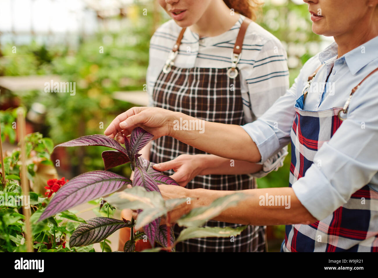 Two farmers look at the leaves of greenhouse plants they grow together. Stock Photo