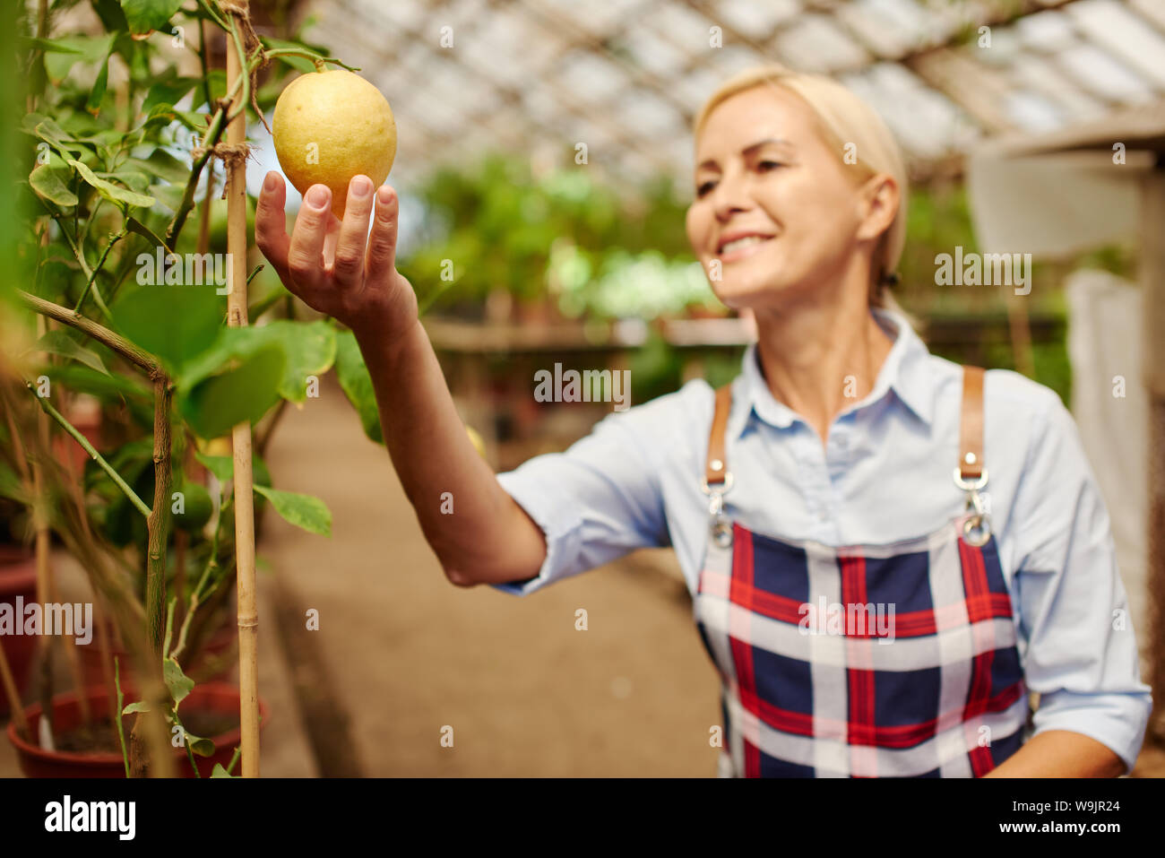 Farmer smiles while holding fruit she grows in the greenhouse. Stock Photo