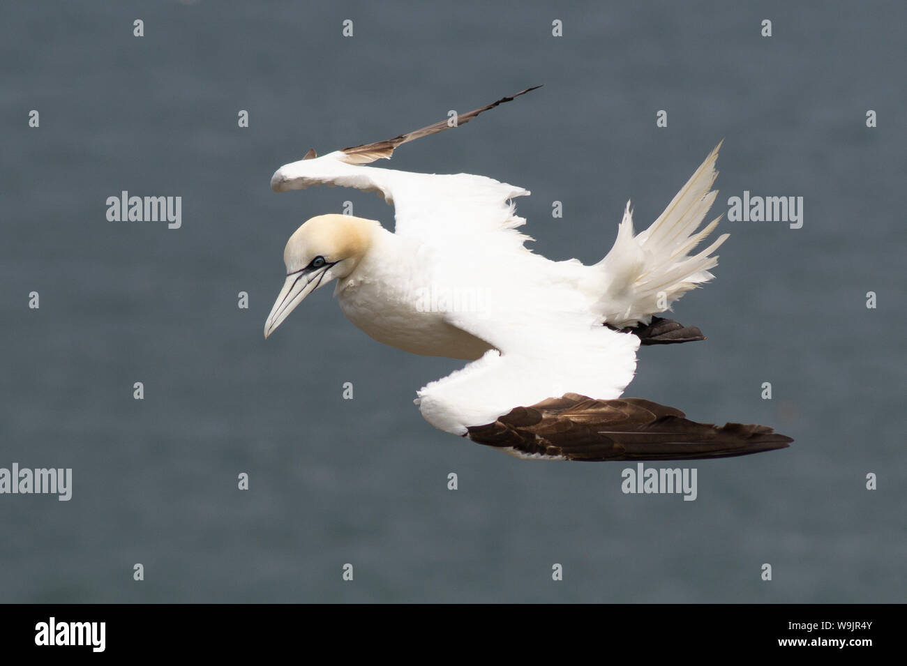 Gannet hovering in the wind by RSPB Bempton Cliffs Stock Photo