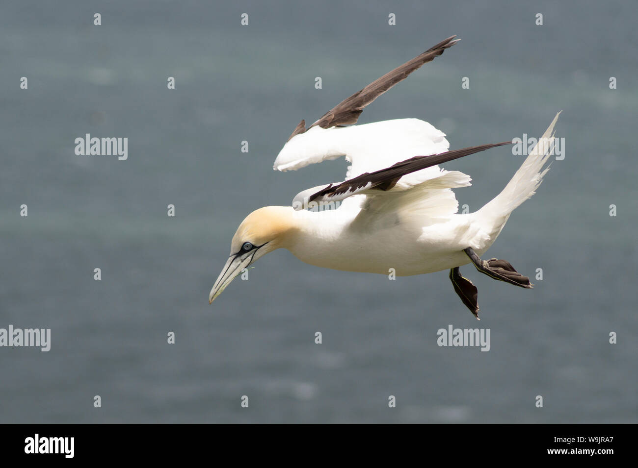 Gannet skilfully riding the winds on the edge of RSPB’s Bempton Cliffs Stock Photo