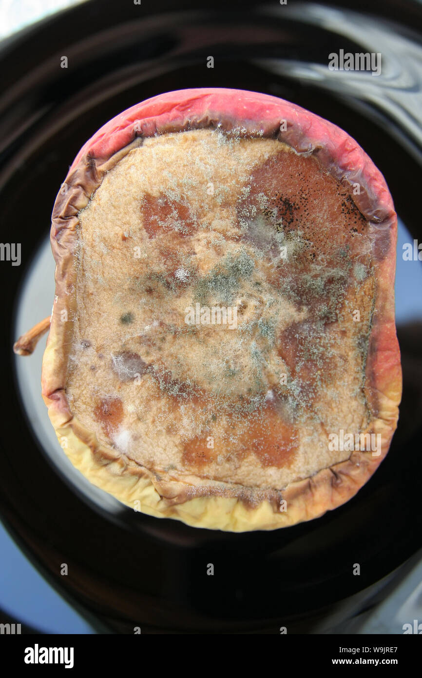 Disgusting mold on food hi-res stock photography and images - Alamy