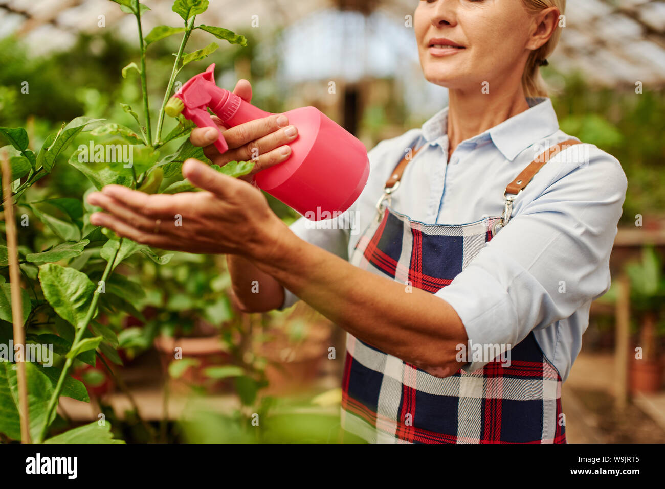 Farmer in apron sprays flower's leaves with water in the greenhouse. Stock Photo