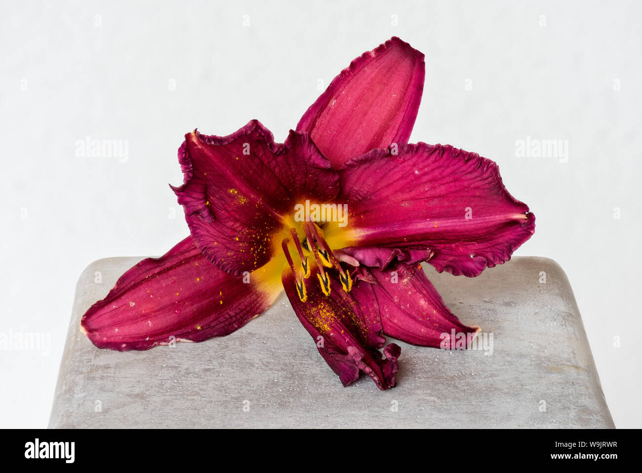 inner of a wide open bright red yellow daylily blossom on a gray concrete cube,white background, detailed texture, fine art still life color macro Stock Photo