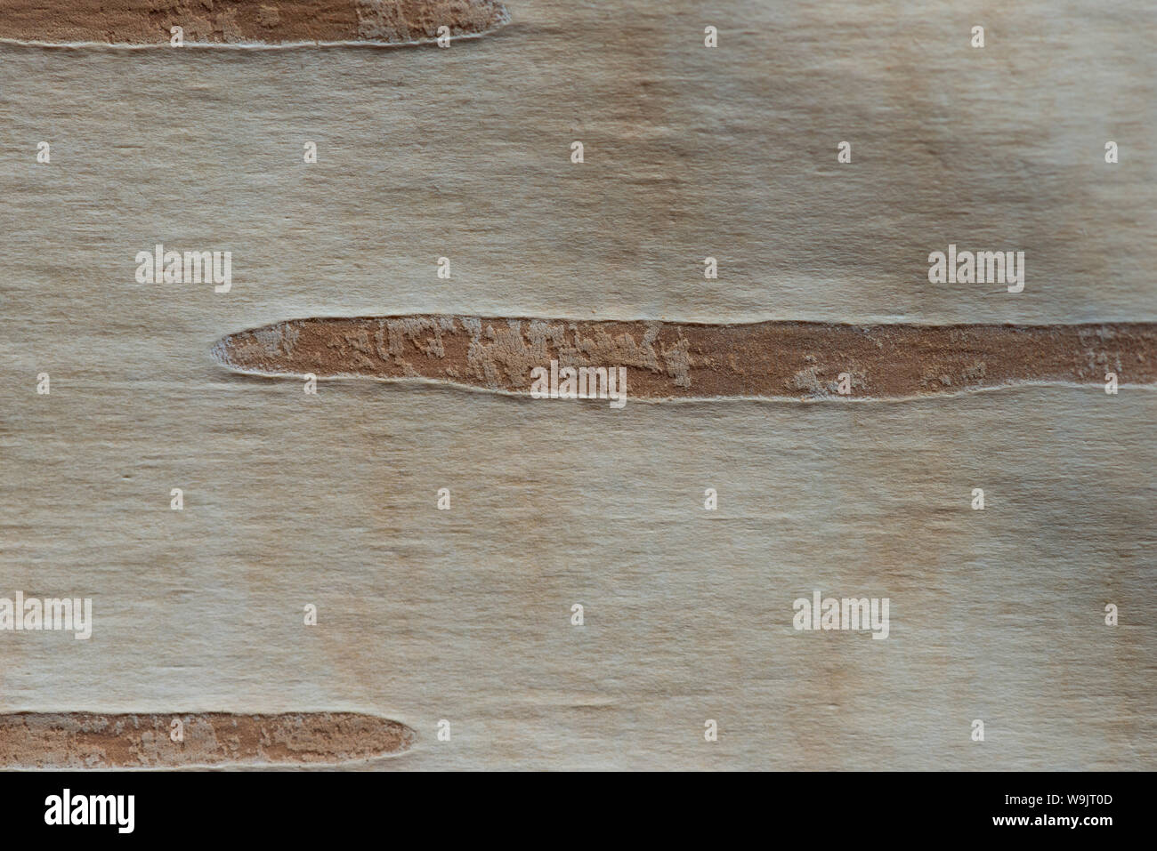 Newly exposed white pale bark of mature silver birch tree showing large lenticels for breathing and gaseous exchange, Betula utilis jacquemontii Stock Photo