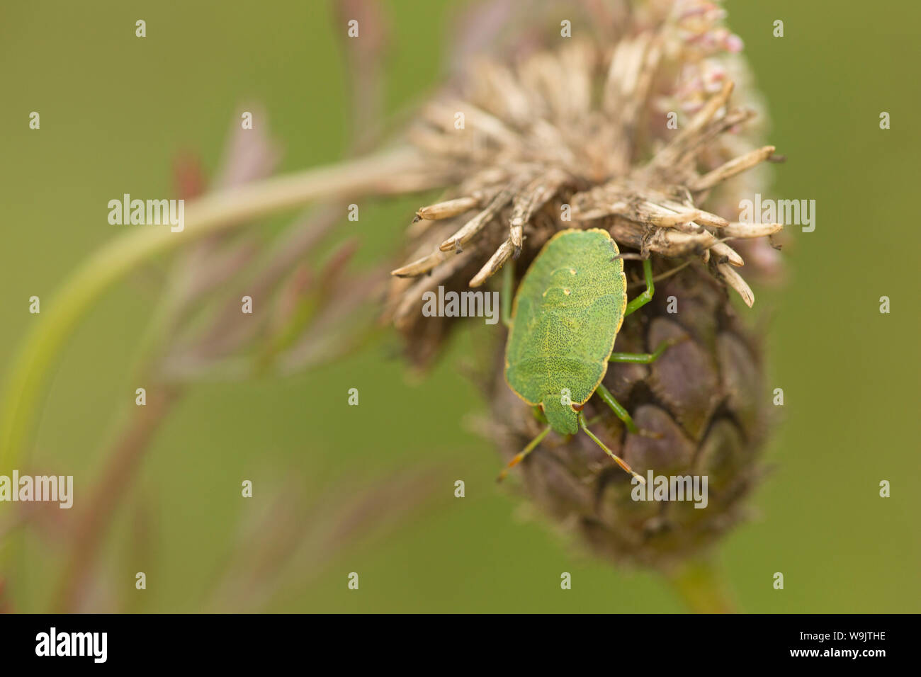 A Green Shield bug, Palomena prasina, photographed in August in North Dorset England UK GB Stock Photo