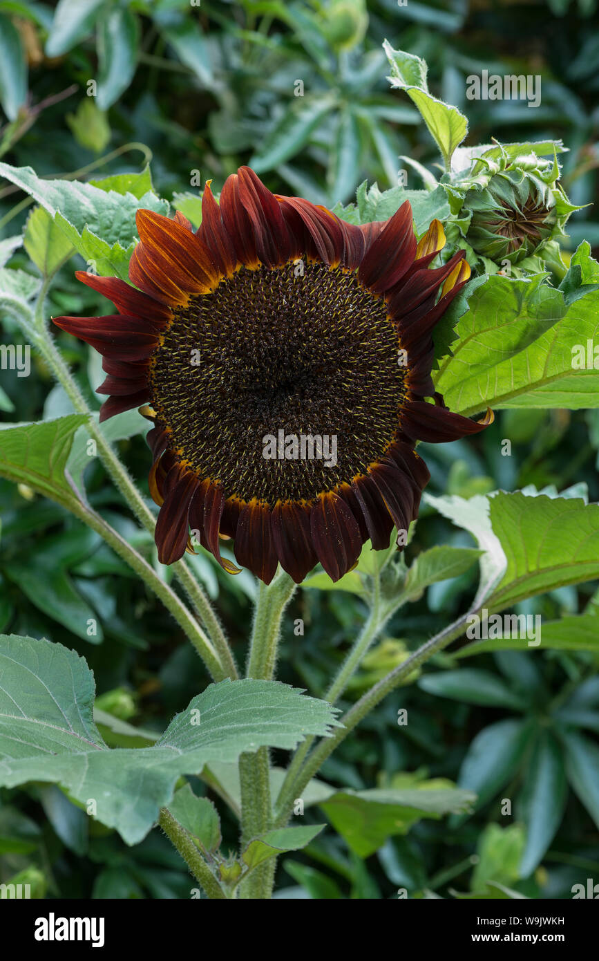 Unusual deviation from normal bright yellow sunflower, sunflowers with genes for brown and chocolate colour pigmentation in petals, Helianthus annuus Stock Photo