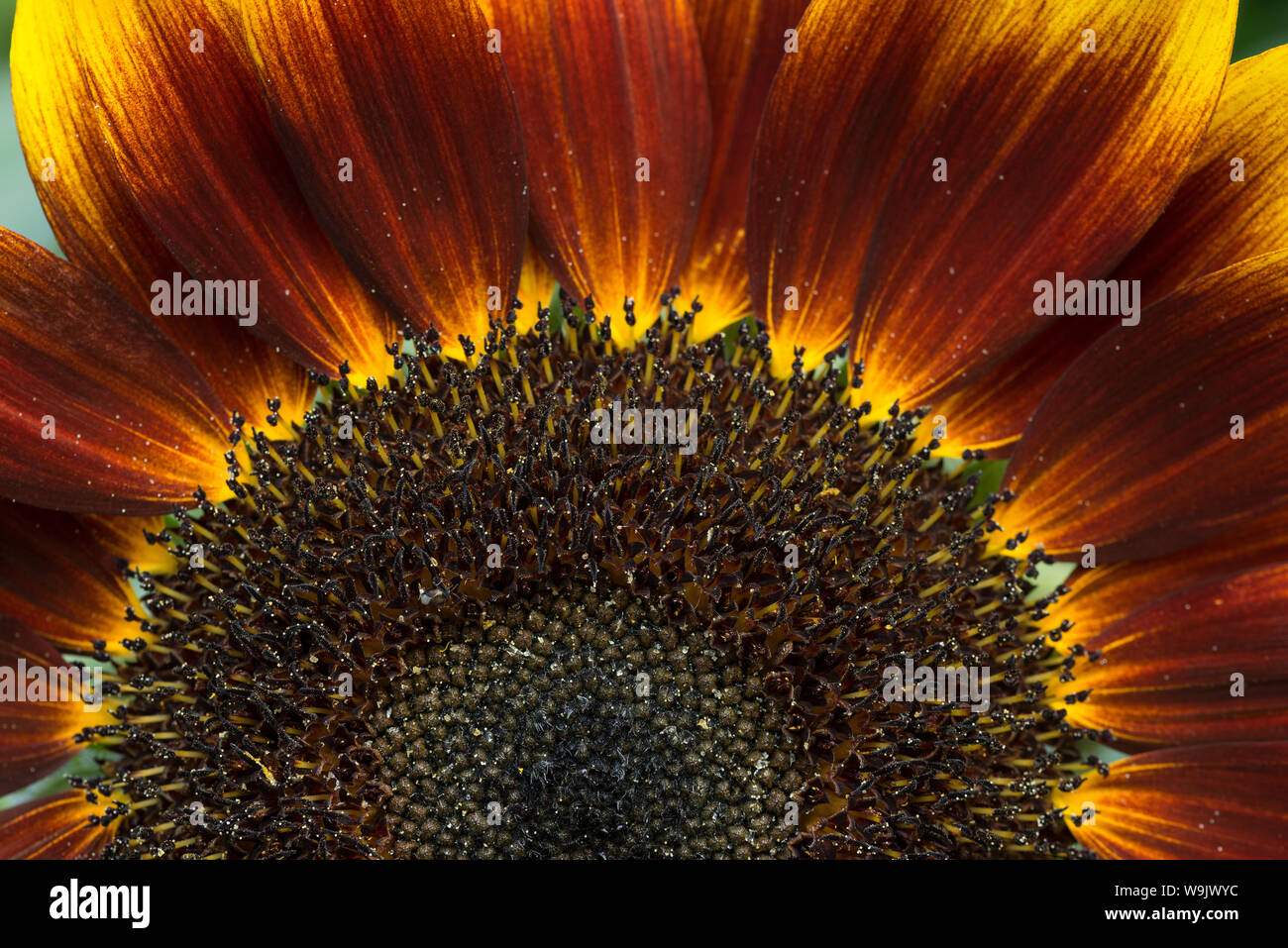 Unusual deviation from normal bright yellow sunflower, sunflowers with ...