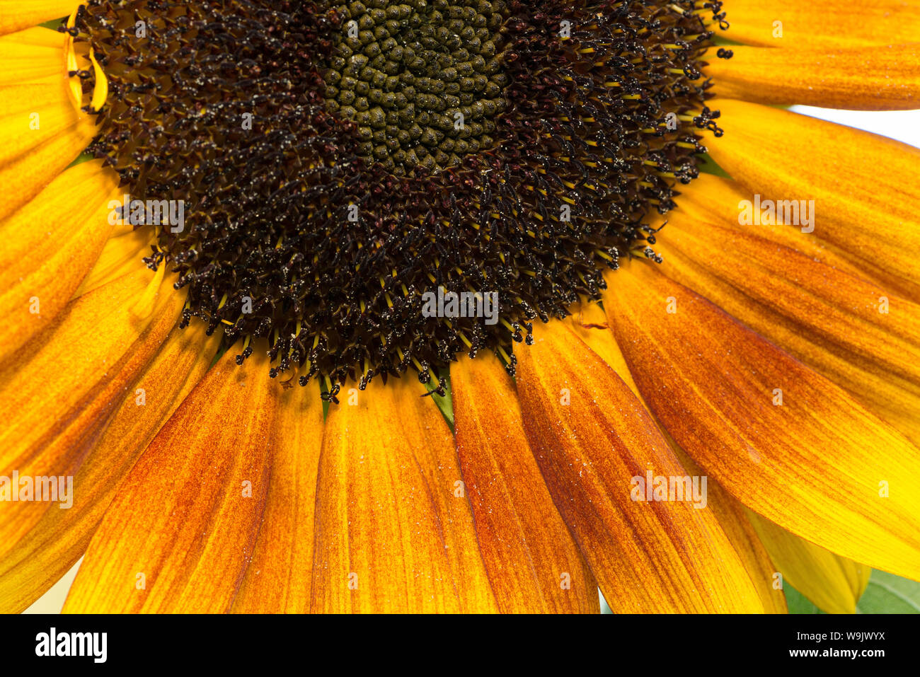 Unusual deviation from normal bright yellow sunflower, sunflowers with ...
