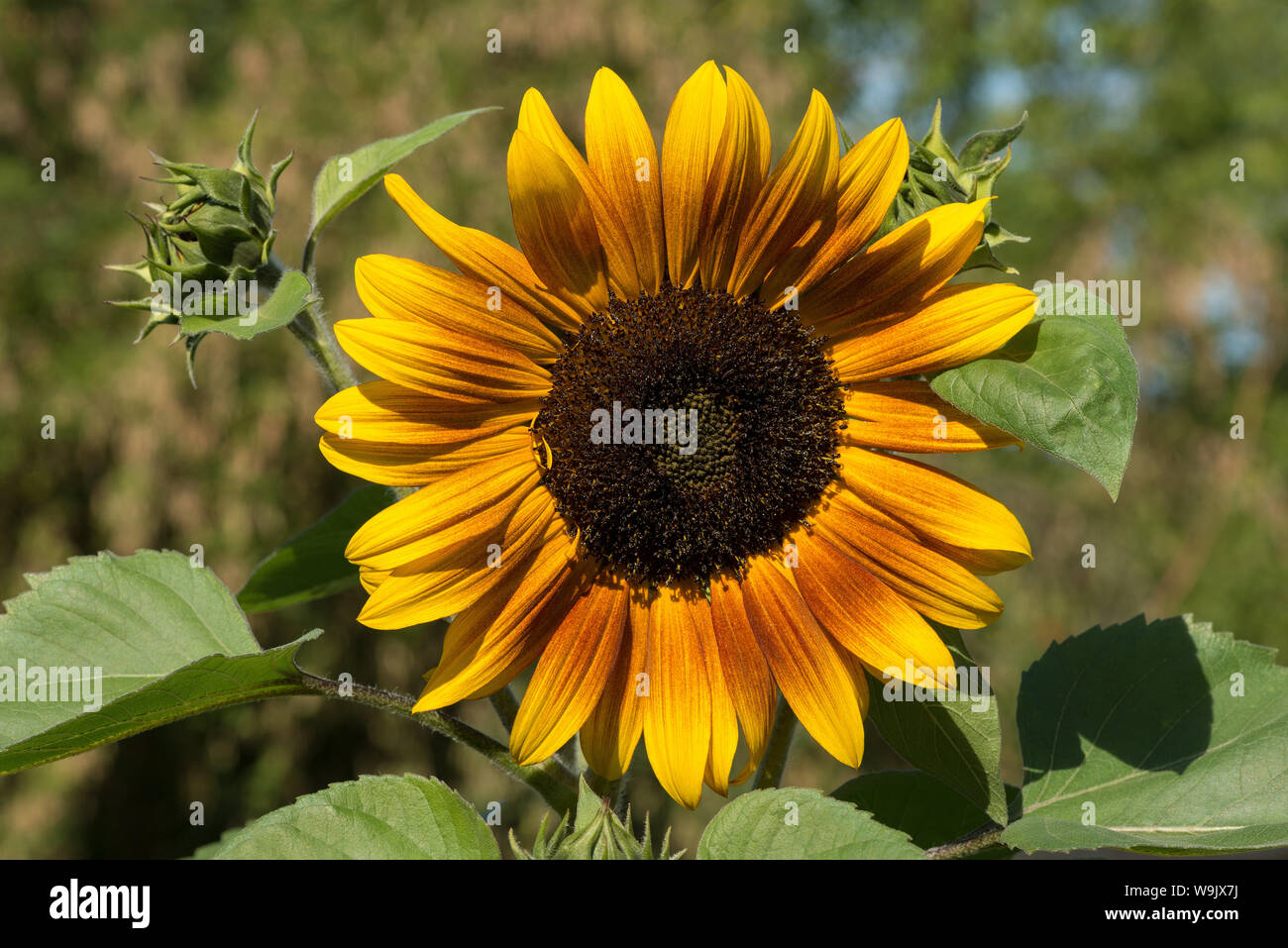 Unusual deviation from normal bright yellow sunflower, sunflowers with ...
