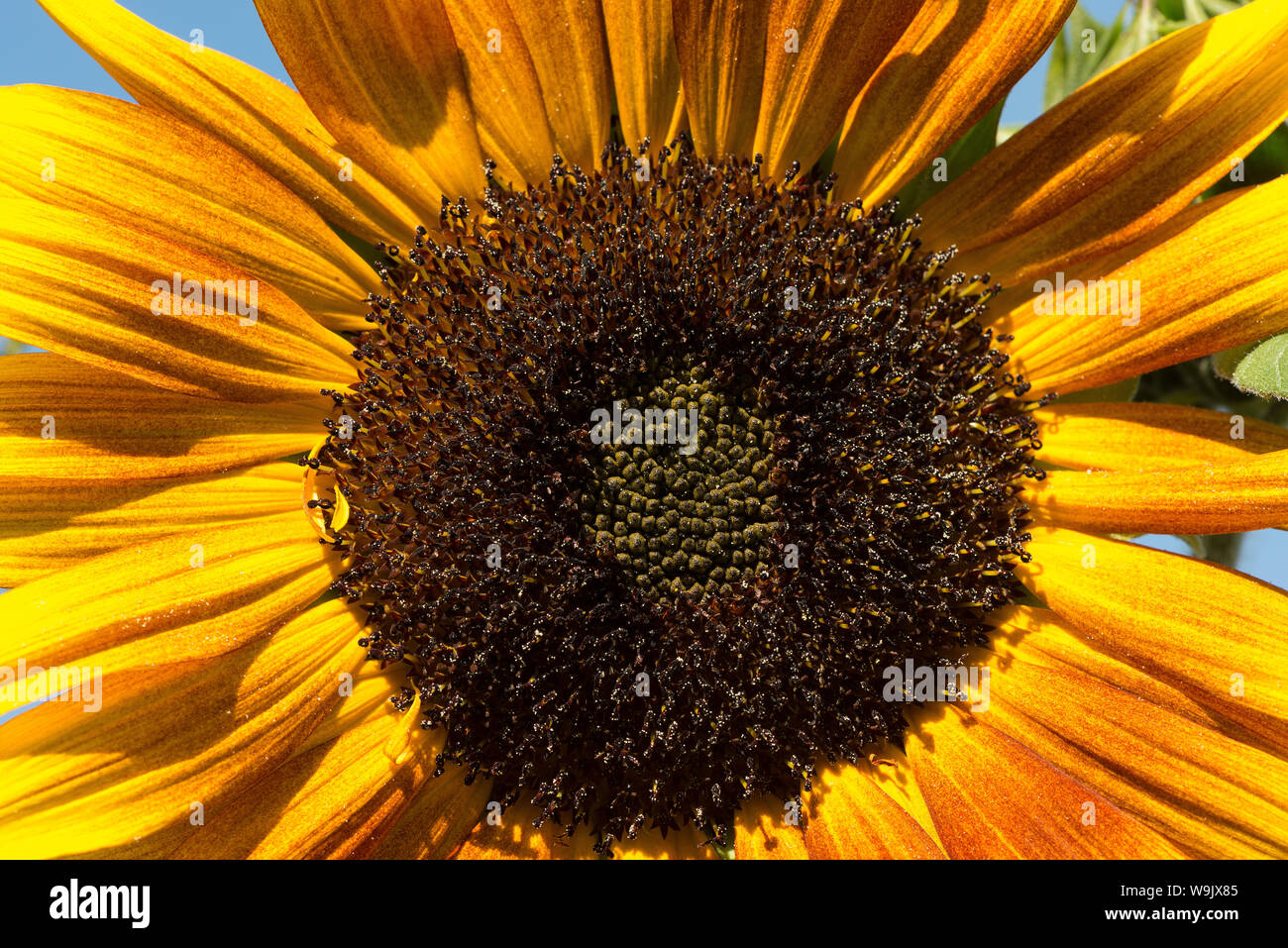 Sunflower moulin rouge hi-res stock photography and images - Alamy