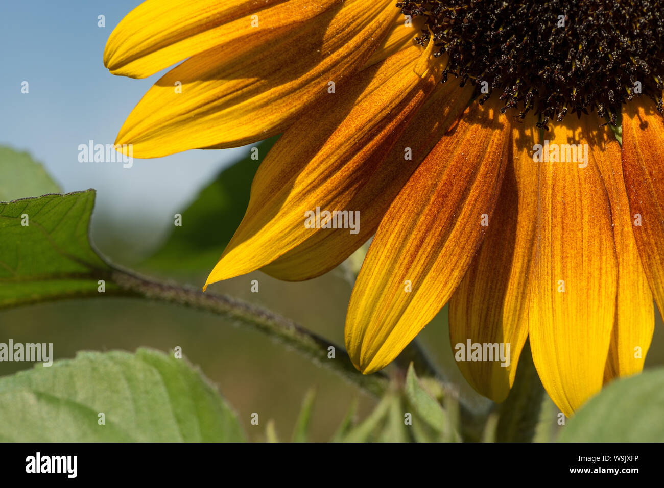 Unusual deviation from normal bright yellow sunflower, sunflowers with ...