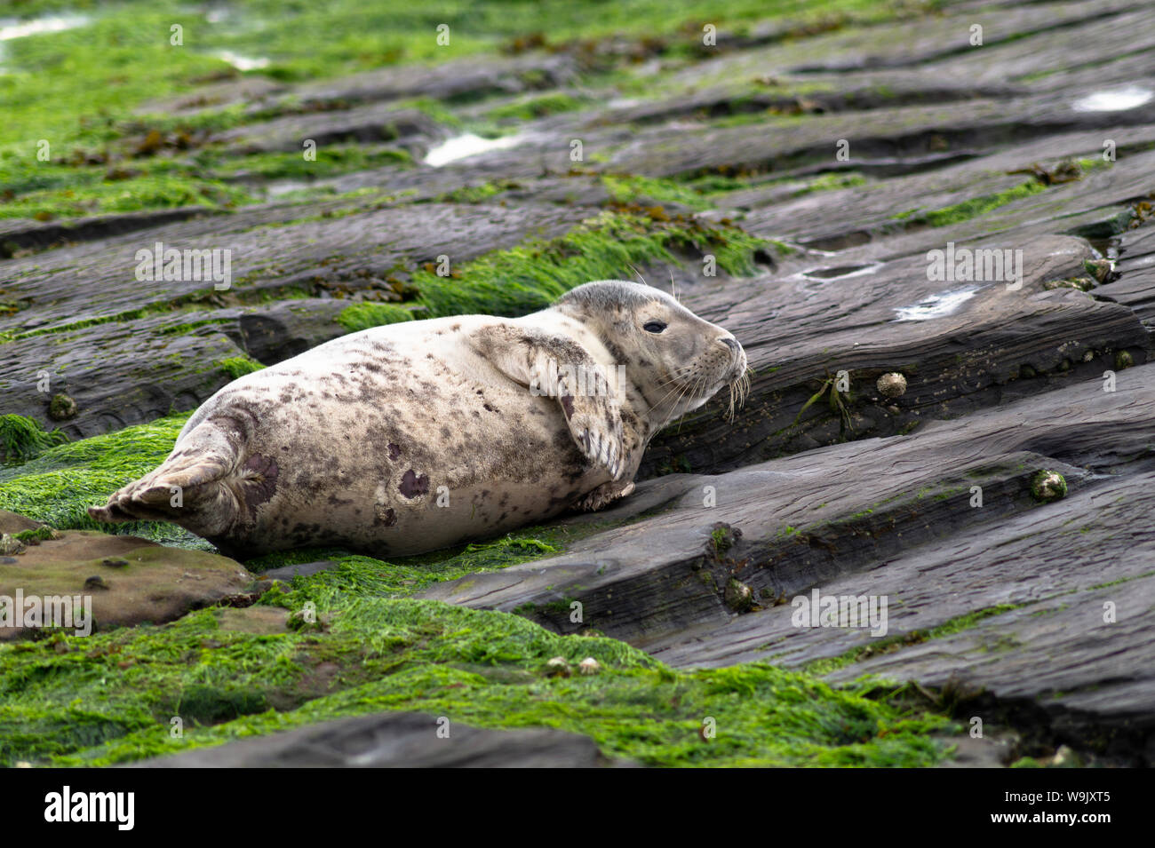 Seals on Ravenscar Beach. Stock Photo