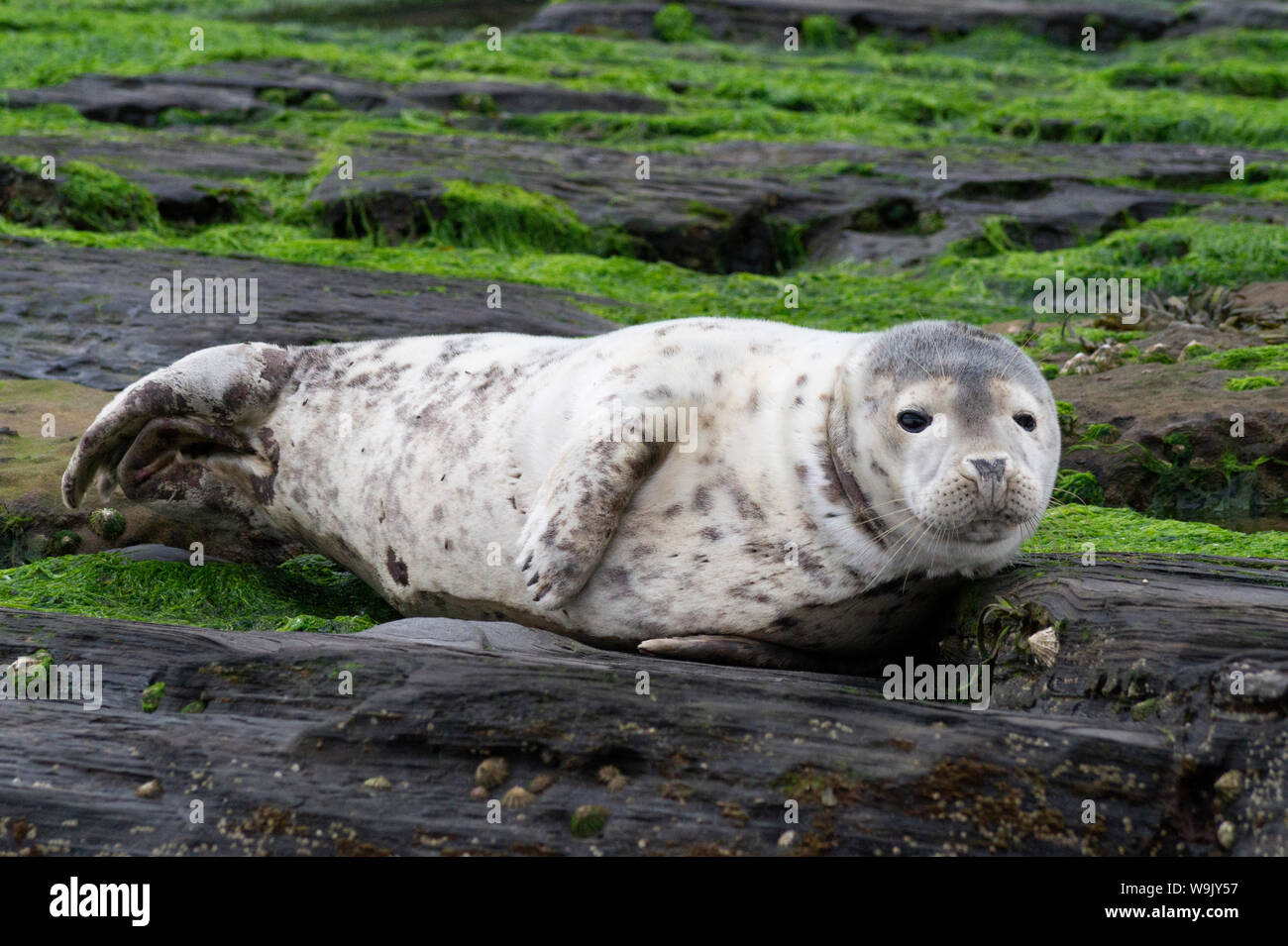 Seals on Ravenscar Beach. Stock Photo
