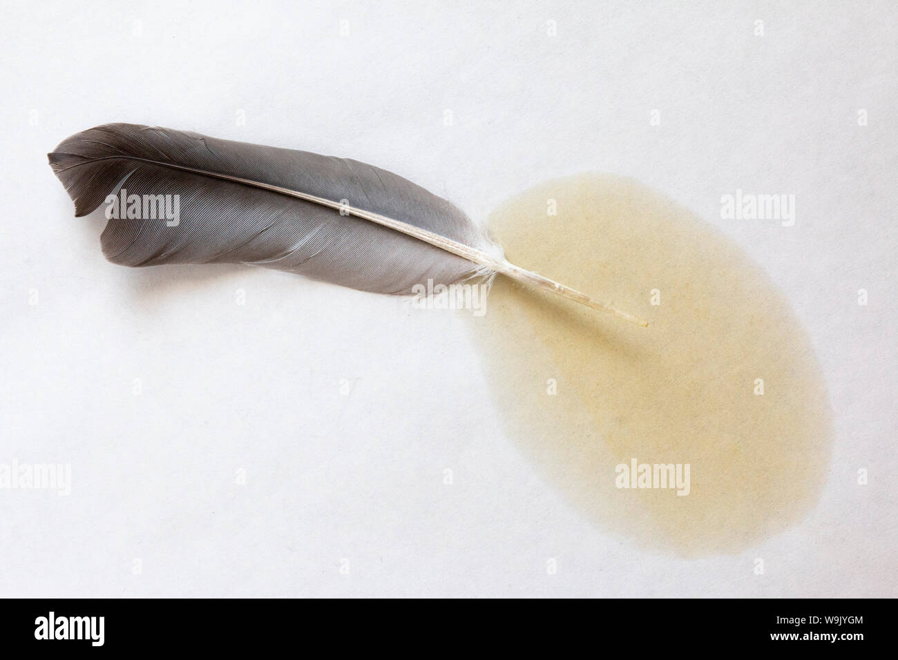 Close up of a grey pigeon feather with an oil patch on a white background. Stock Photo